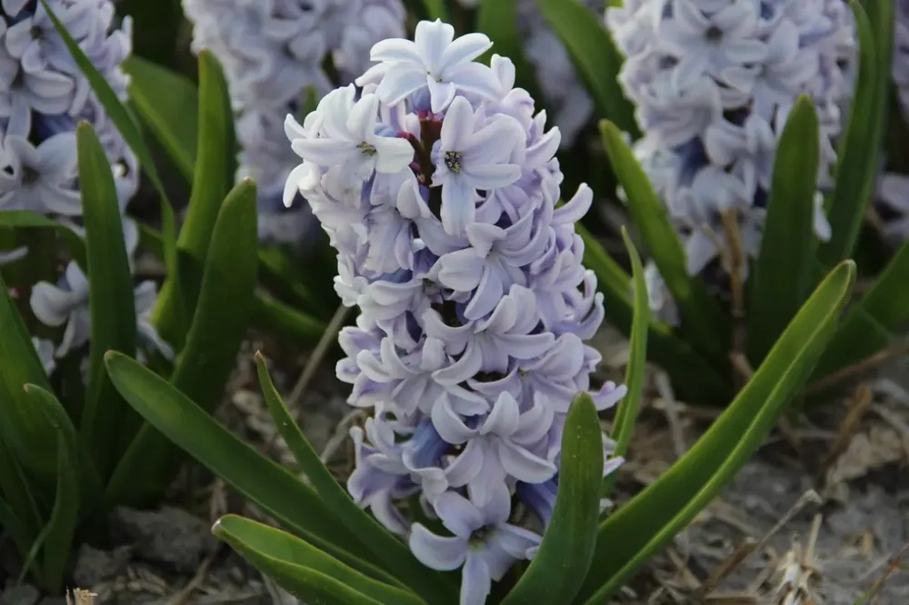 Verlaagde prijs - Hyacint (Hyacinthus orientalis ‘Caribbean Dream‘)