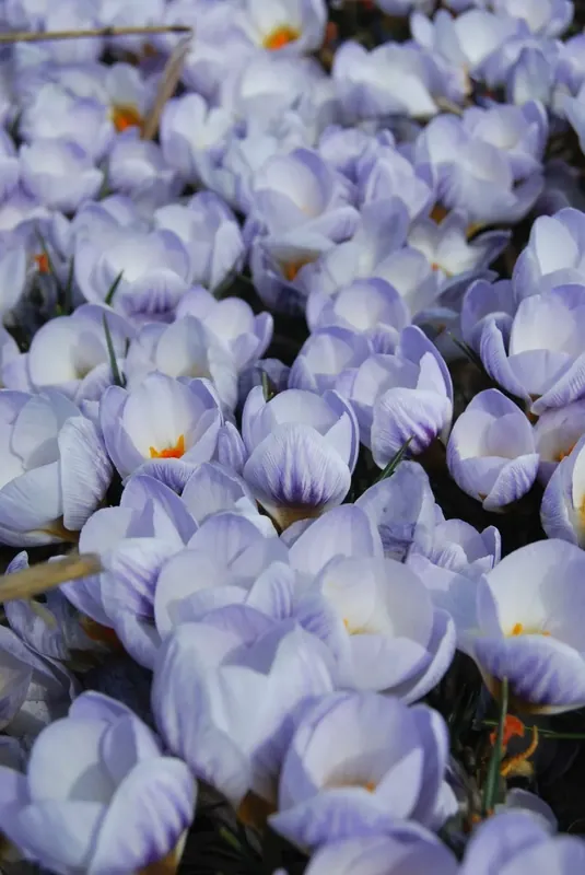 Nieuw in de shop - Krokus (Crocus chrysanthus ‘Blue Marlin‘®)
