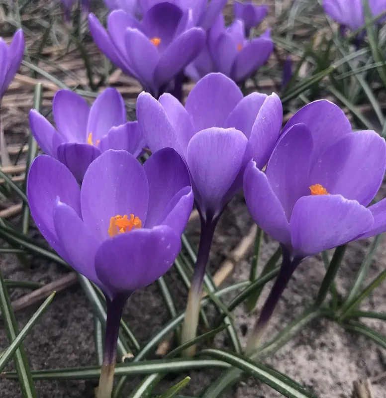 Krokus (Crocus ‘Charente‘®) - Actie