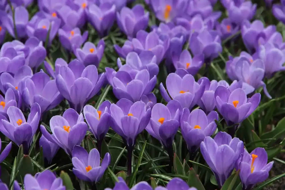 Krokus (Crocus vernus ‘Grand Maitre‘) - Rechtstreeks uit de fabriek