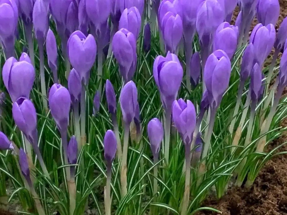 Actie loopt bijna af | Krokus (Crocus tommasinianus ‘Hummingbird‘)