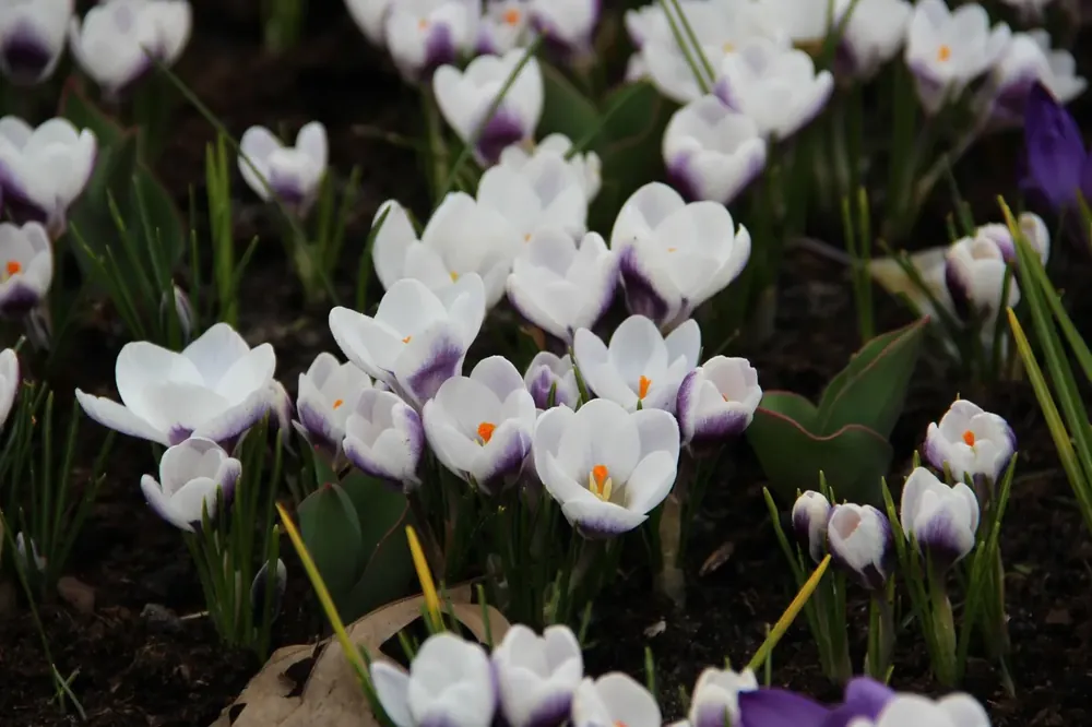 Direct beschikbaar | Krokus (Crocus chrysanthus ‘Prins Claus‘)