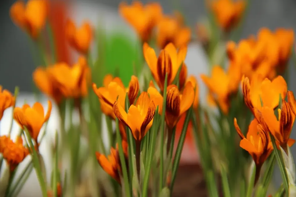 Bespaar meer - Krokus (Crocus balansae ‘Orange Monarch‘)