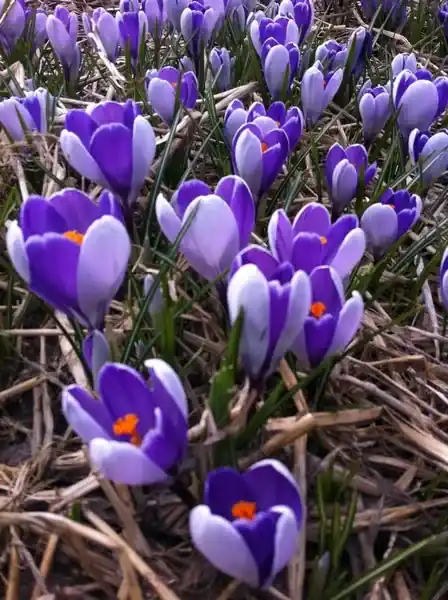 Krokus (Crocus vernus ‘Whale Shark‘) | Op voorraad
