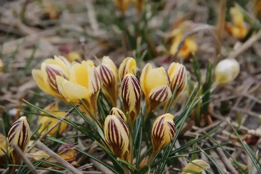 Krokus (Crocus chrysanthus ‘Gipsy Girl‘) - Voeg toe aan winkelwagen