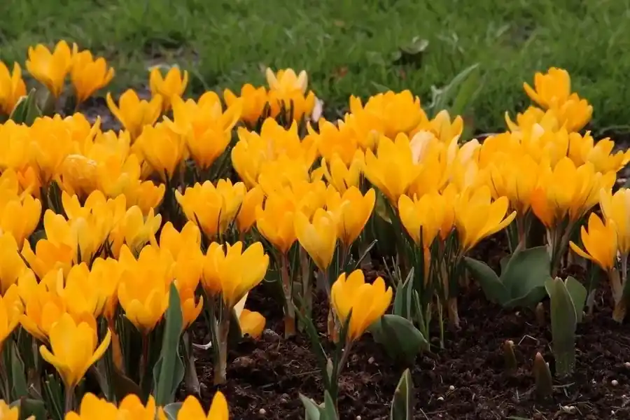 Hoog gewaardeerd - Krokus (Crocus flavus ‘Golden Yellow‘)