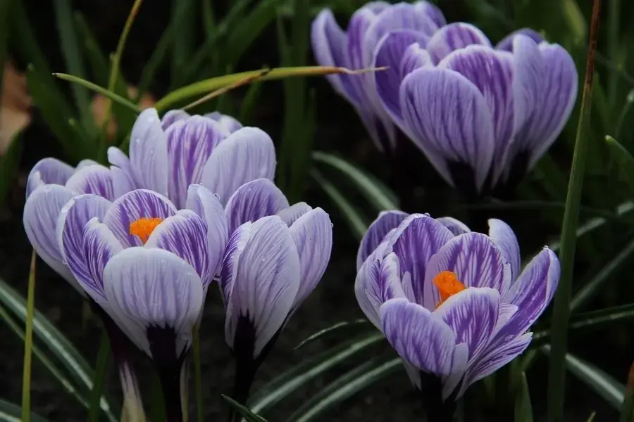 Krokus (Crocus vernus ‘Striped Beauty‘) | Professionele kwaliteit