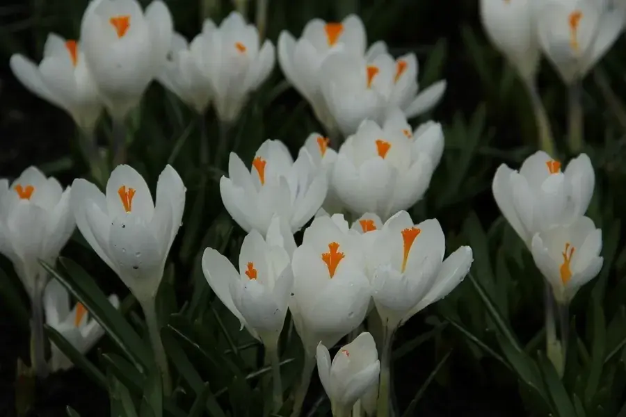 Krokus (Crocus vernus ‘Jeanne d‘Arc‘) - Prijs verlaagd