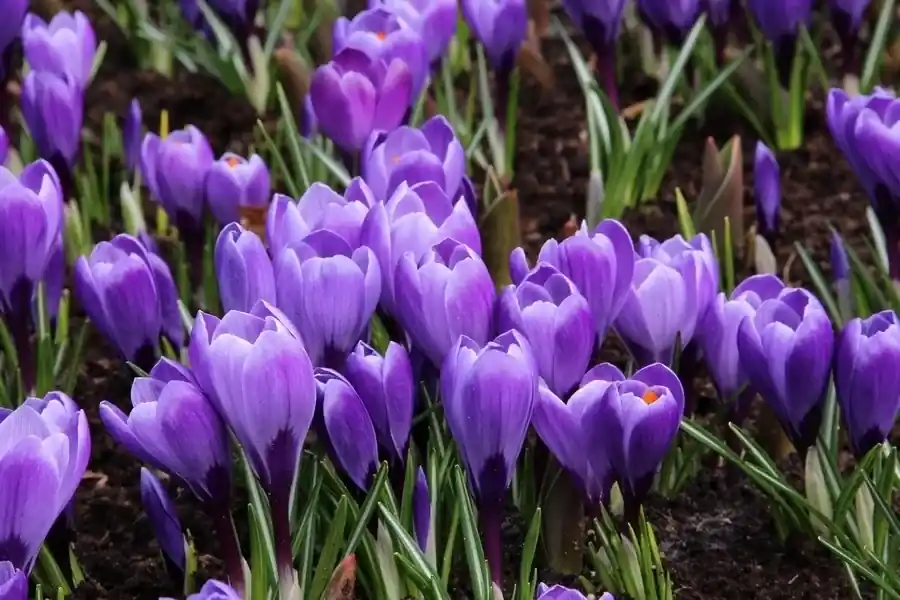 Krokus (Crocus vernus ‘Flower Record‘) | Klaar voor verzending