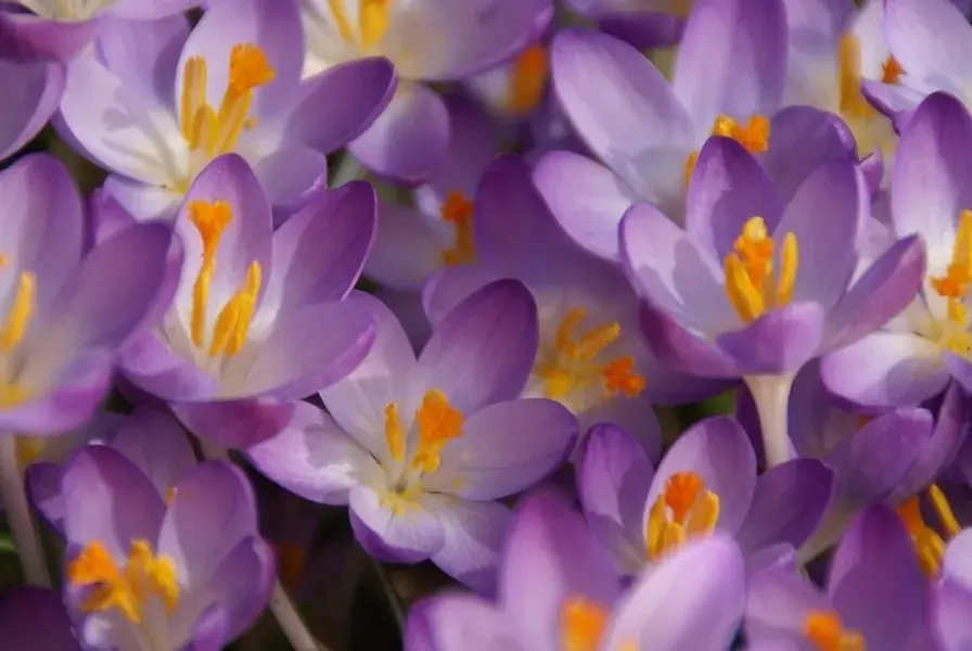 Scherpe prijs | Krokus (Crocus tommasinianus ‘Barr‘s Purple‘)