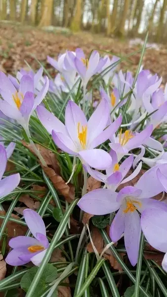 Speciale deal - Krokus (Crocus tommasinianus)