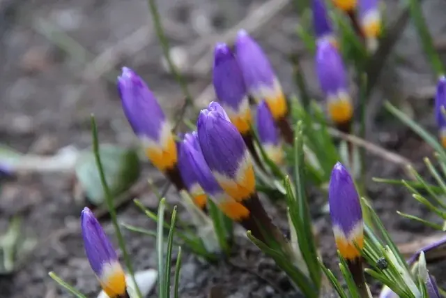 Net gelanceerd | Krokus (Crocus sieberi subsp. sublimis ‘Tricolor‘)