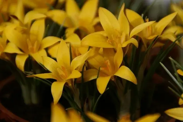 Krokus (Crocus korolkowii) | Net binnen