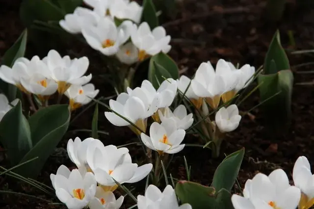 Krokus (Crocus chrysanthus ‘Ard Schenk‘) | Nieuw