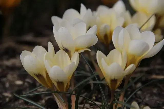 Sale | Krokus (Crocus chrysanthus ‘Cream Beauty‘)
