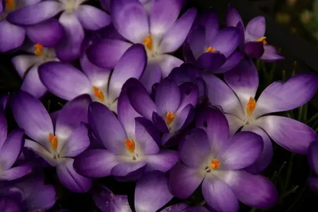 Snelle levering | Krokus (Crocus tommasinianus ‘Ruby Giant‘)