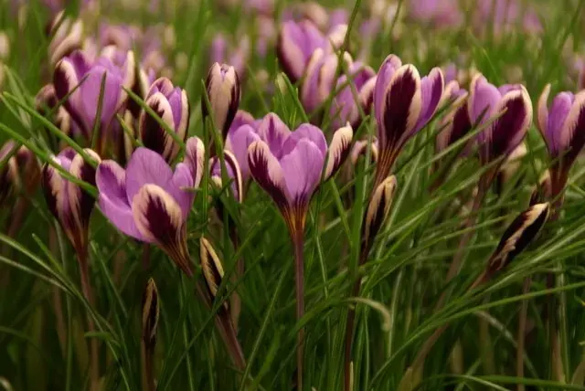 Krokus (Crocus minimus ‘Spring Beauty‘) | Lage prijs