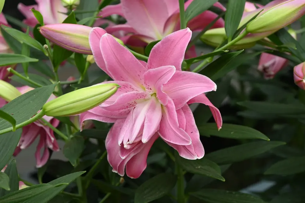 Lelie (Lilium ‘Lotus Joy‘) | Veilig betalen