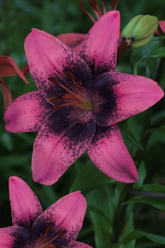 Lelie kopen? Lilium ‘Purple Dream‘ altijd voordelig! | Uitverkoop