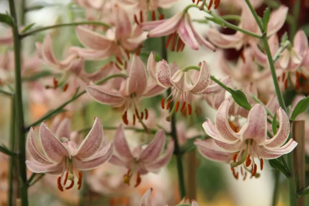 Lelie kopen? Lilium martagon ‘Pink Morning‘ altijd voordelig! | Veel gevraagd