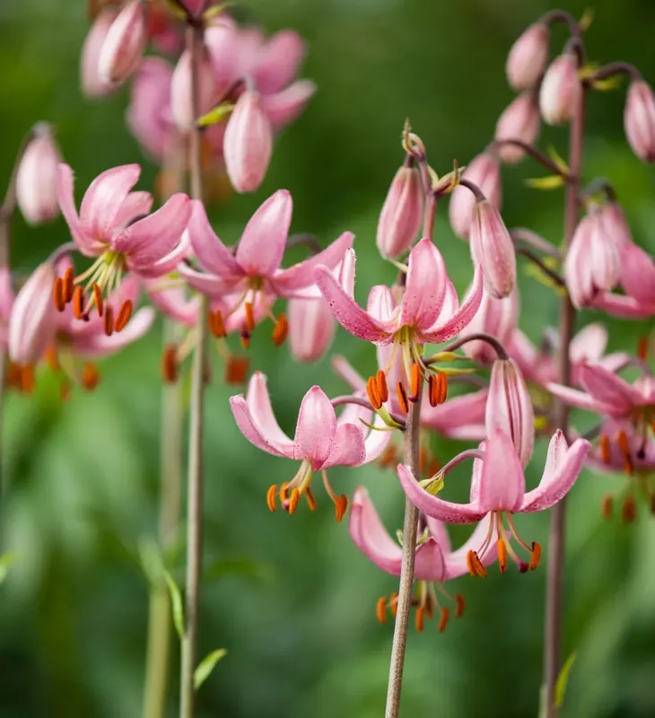 Lelie kopen? Lilium martagon ‘Candy Morning‘ altijd voordelig! - Slechts tijdelijk