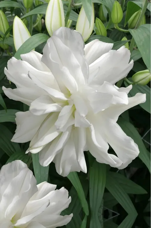 Profiteer nu | Lelie kopen? Lilium ‘Lotus Ice‘ altijd voordelig!