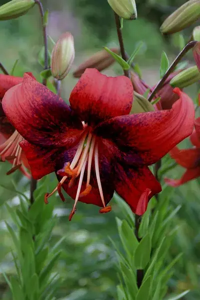 Lelie (Lilium ‘Strawberry Event‘) | Actie
