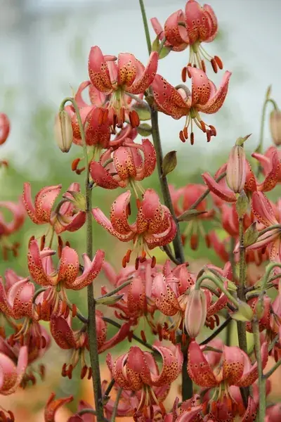 Bestel vandaag | Lelie (Lilium martagon ‘Manitoba Morning‘)