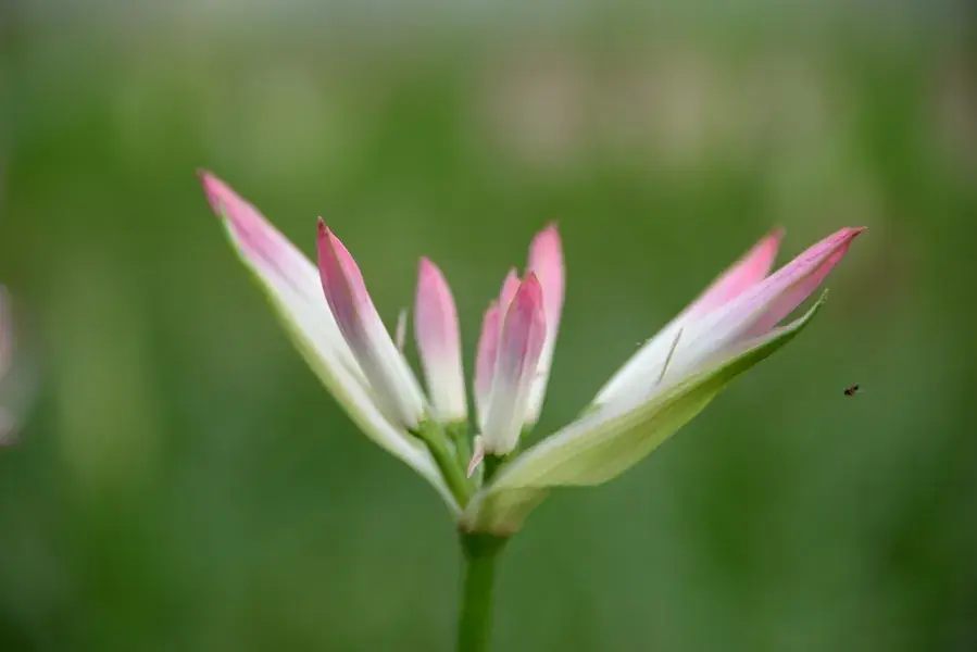 Nu beschikbaar - Kliplelie (Nerine bowdenii ‘Lipstick‘)