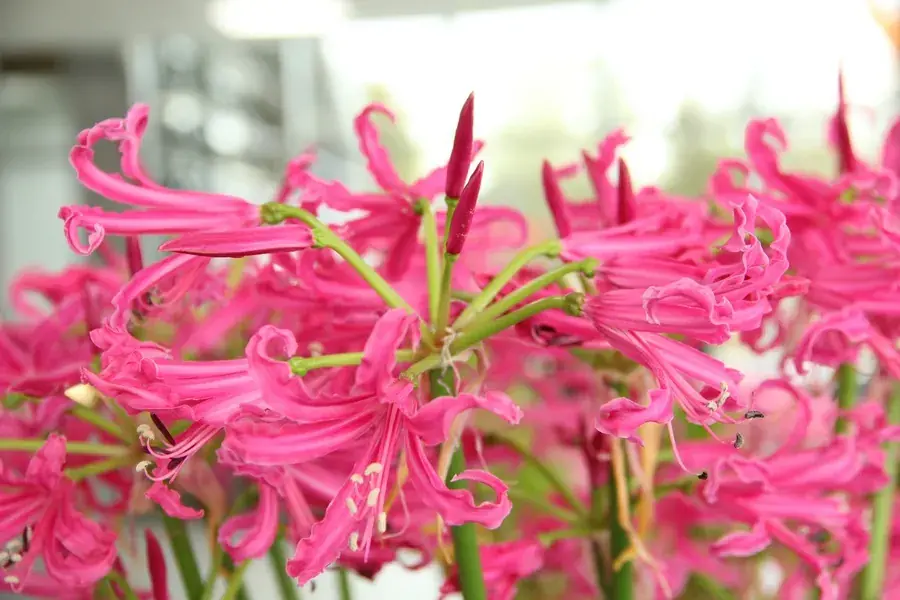 Kliplelie (Nerine bowdenii ‘Isabel’) - Slechts tijdelijk