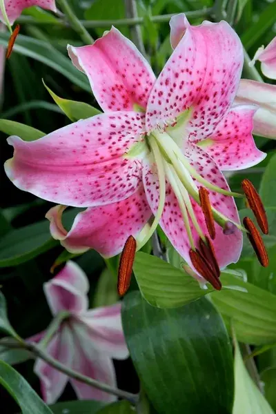 Lelie (Lilium speciosum var. rubrum ‘Uchida‘) | Voordeelprijs