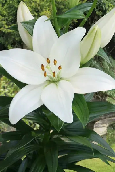Koopje - Lelie (Lilium ‘Kent‘)