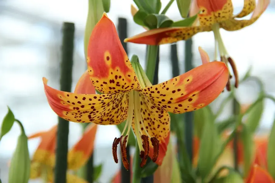 Sale - Lelie (Lilium ‘Fusion‘)