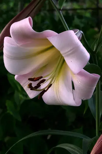 Direct leverbaar - Lelie (Lilium ‘Eastern Moon‘)