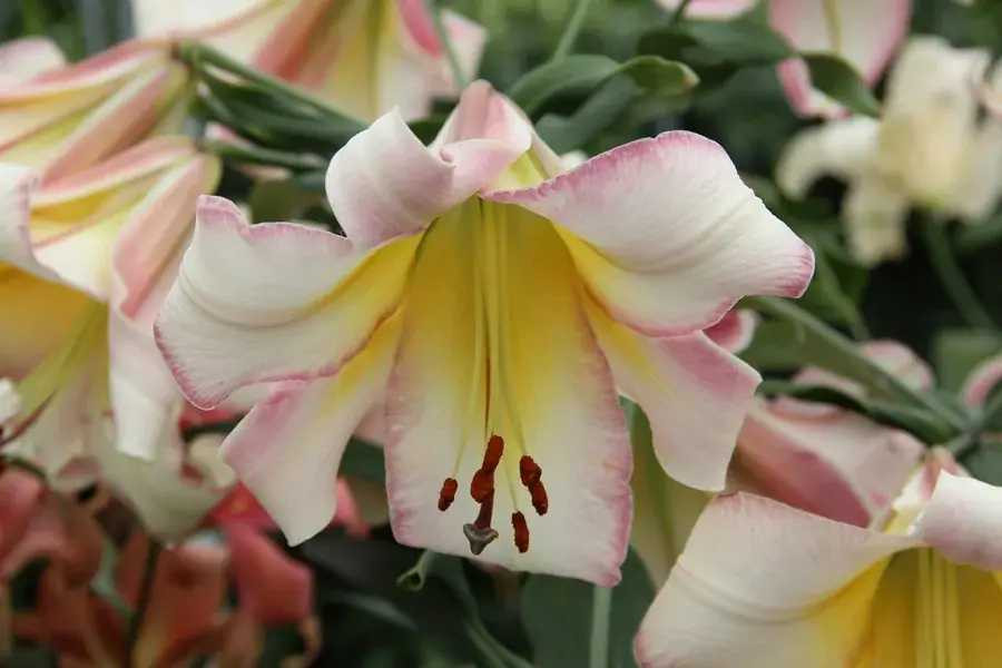 Veel voordeel | Lelie (Lilium ‘Beijing Moon‘ )