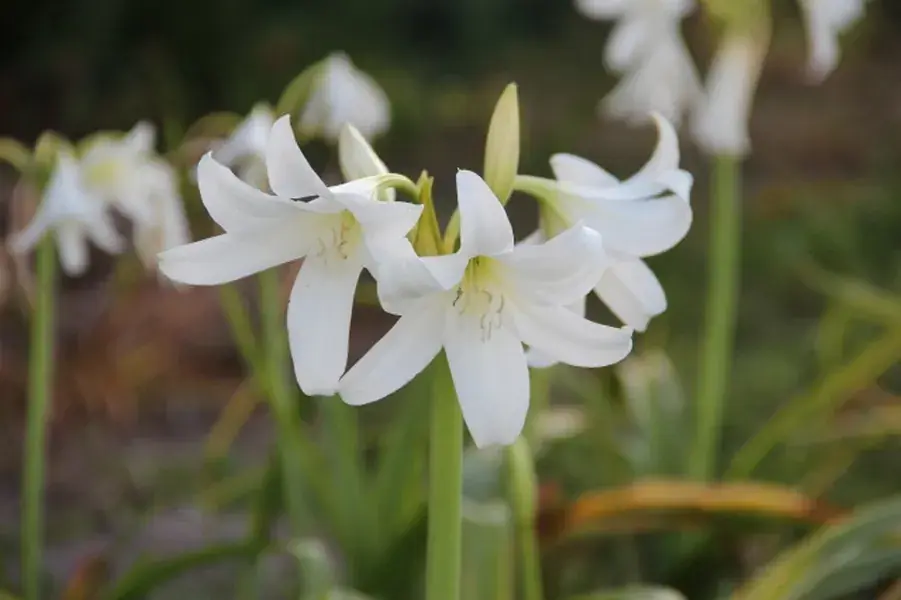 Haaklelie (Crinum x powellii ‘Album‘) | Professionele kwaliteit