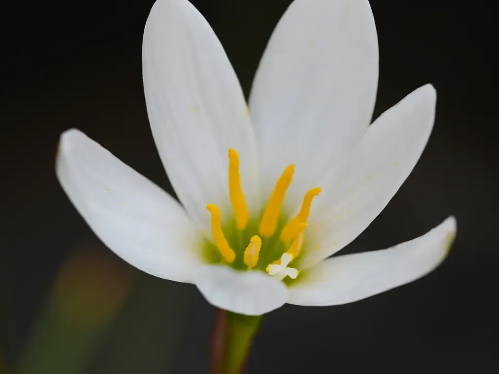 Nieuw binnengekomen | Westenwindlelie als bloembol (Zephyranthes candida)