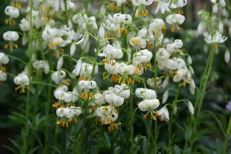 Lelie (Lilium martagon ‘Snowy Morning‘) | Lage prijs