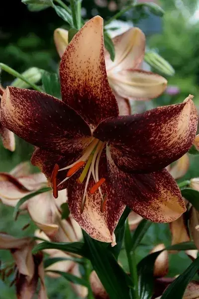 Deal - Lelie (Lilium ‘Chocolate Event‘)