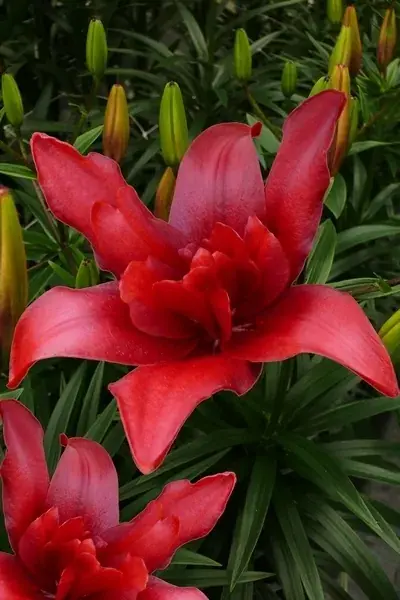 Lelie (Lilium ‘Bald Eagle‘) | Veel gevraagd