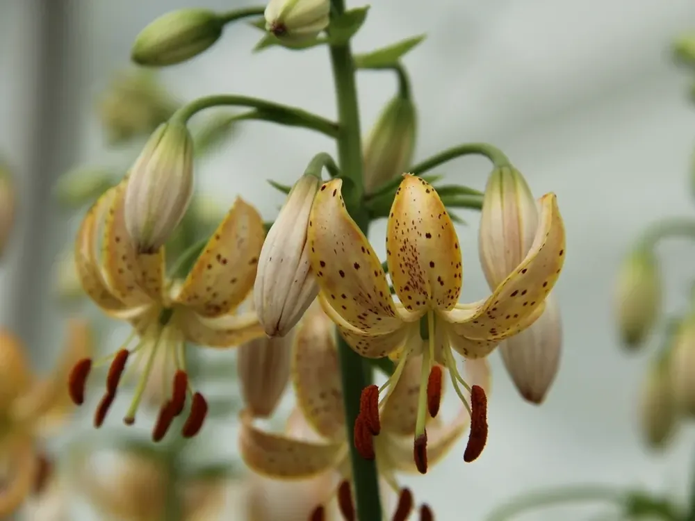 Lelie (Lilium martagon ‘Guinea Gold‘) | Aanrader