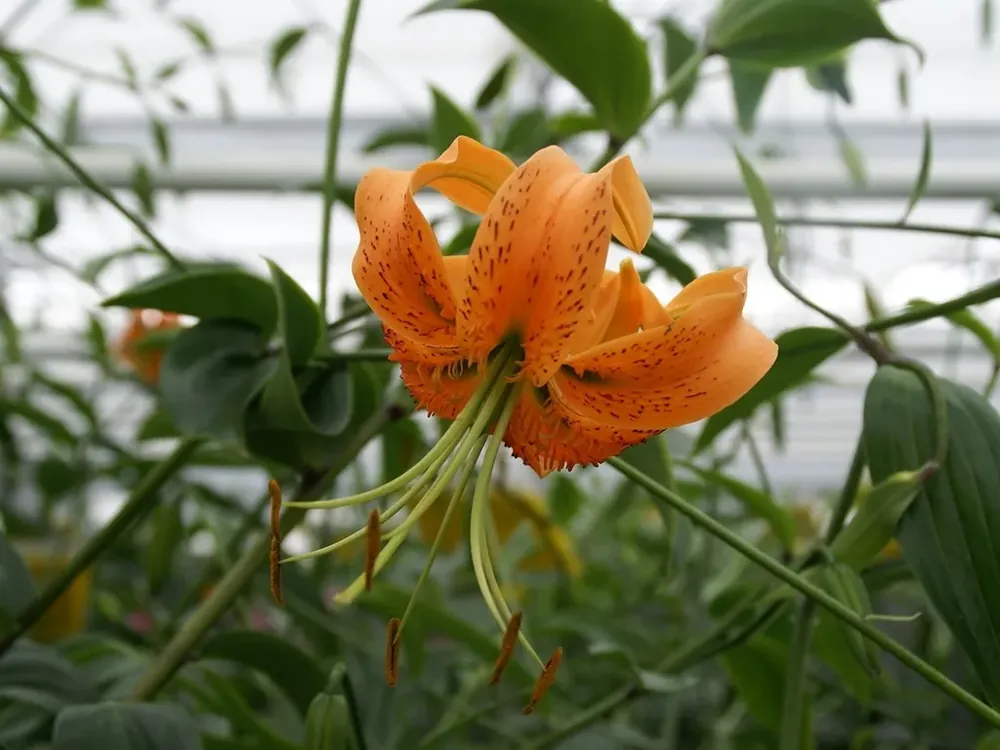 Nu beschikbaar | Lelie (Lilium ‘henryi‘)