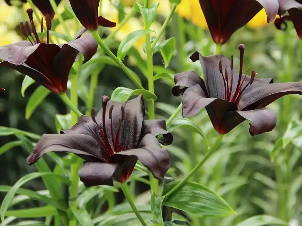 Lelie (Lilium ‘Nightrider‘) | Direct kopen
