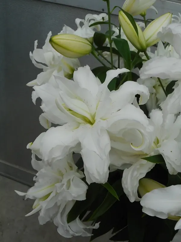 Klantfavoriet | Lelie (Lilium ‘Lotus Beauty‘)