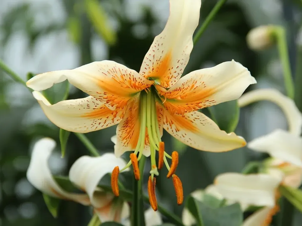 Lelie (Lilium ‘Lady Alice‘) - Nieuwe release