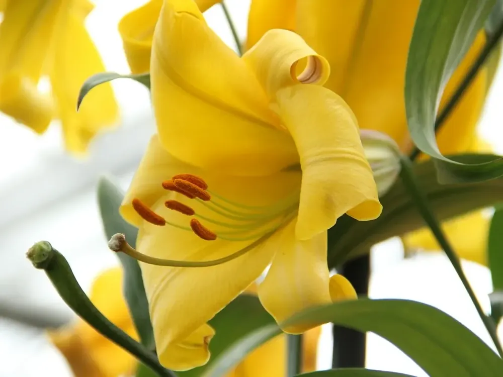 Speciale aanbieding - Lelie (Lilium ‘Golden Splendor‘)