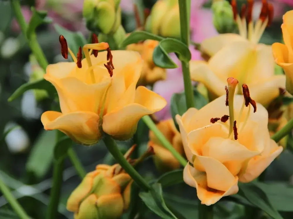Lelie (Lilium ‘Apricot Fudge‘) | Nieuw in het assortiment