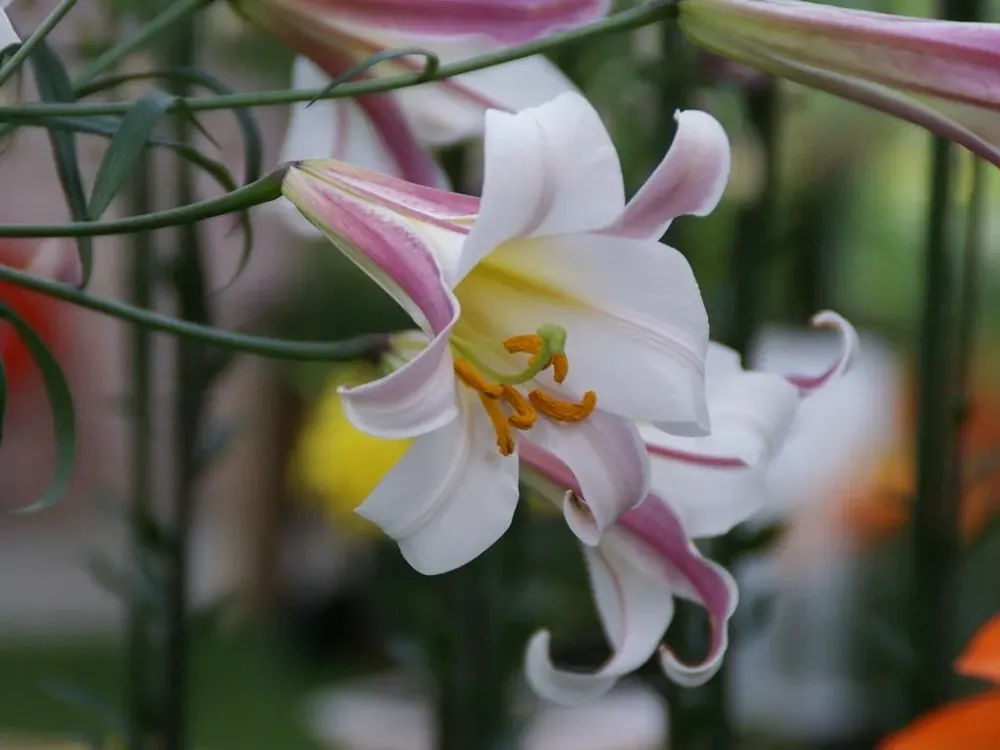 Lelie kopen? Lilium regale altijd voordelig! | Snelle levering
