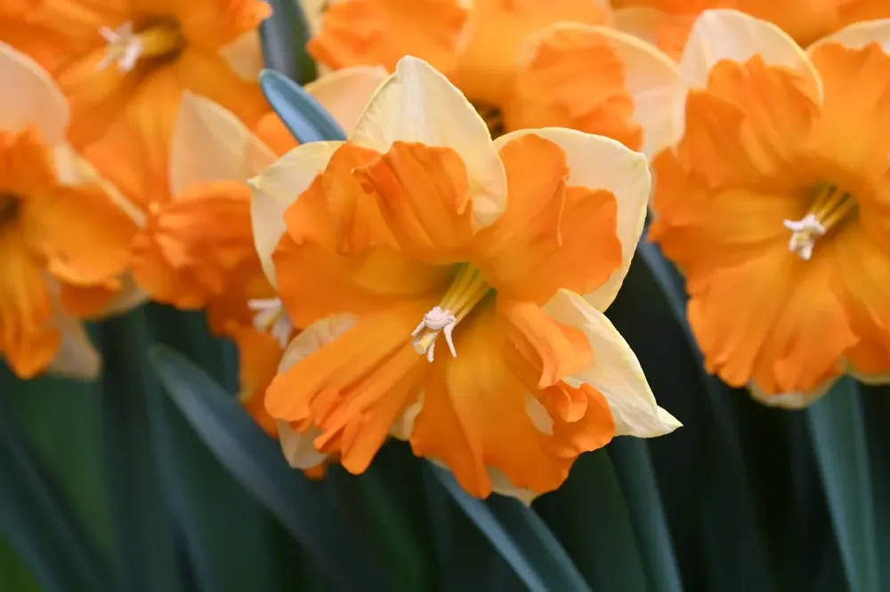Tijdelijke aanbieding | Narcis (Narcissus ‘Outright Orange‘)