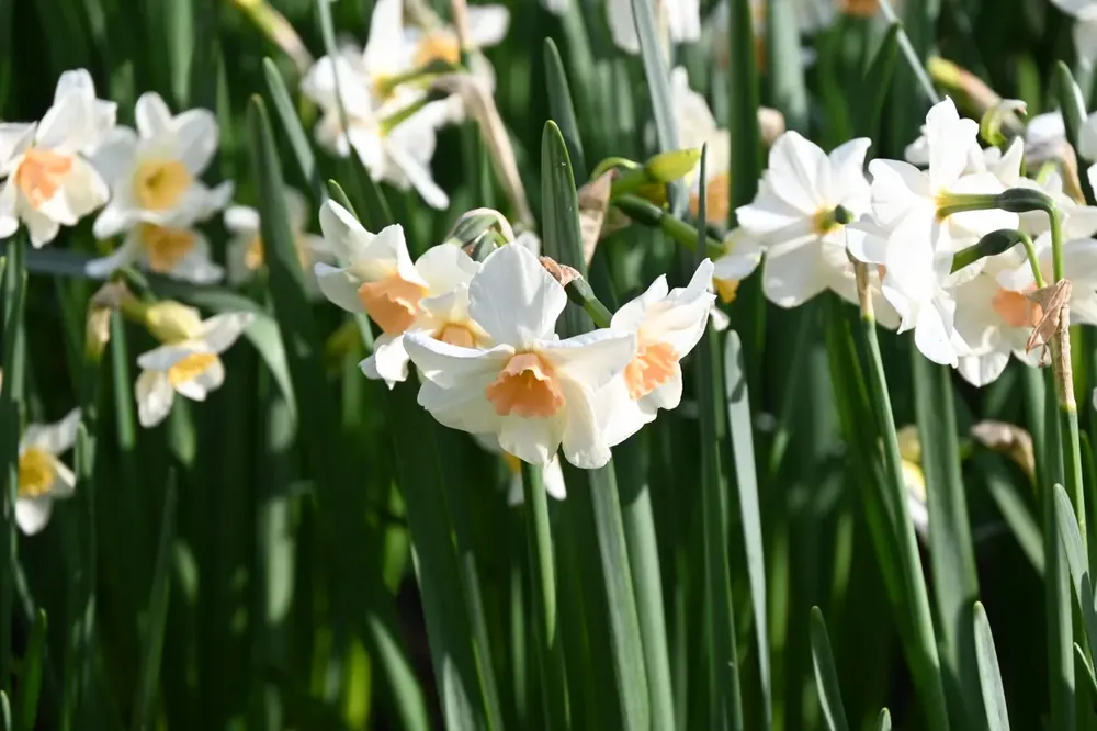 Nieuw binnengekomen | Narcis (Narcissus ‘Doll Baby‘)